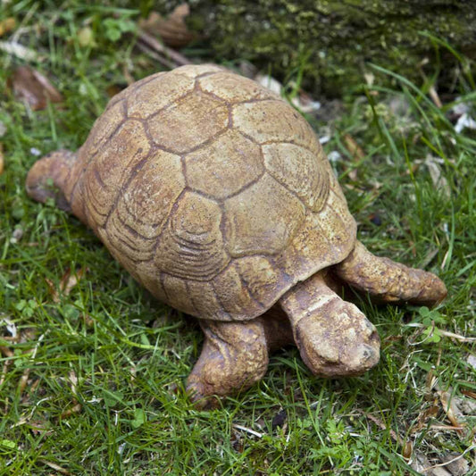 Cement Turtles