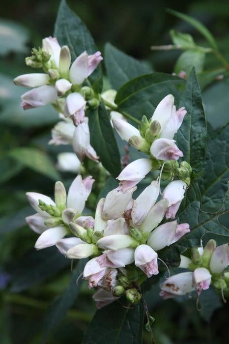 Turtlehead, White  (Native)