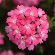 Verbena, Firehouse Pink