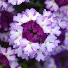 Verbena, Firehouse Purple Fizz