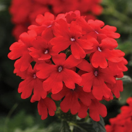 Verbena, Firehouse Red