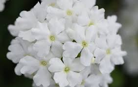 Verbena, Firehouse White