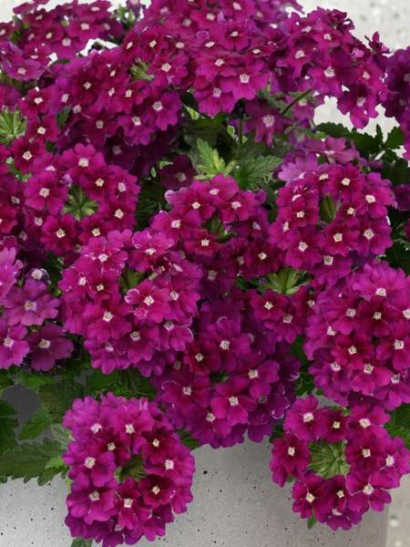 Verbena, Vanessa Magenta
