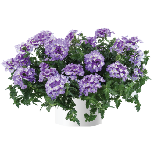 Verbena, Vanessa Bicolour Indigo