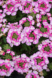 Verbena, Vanessa Bicolour Pink