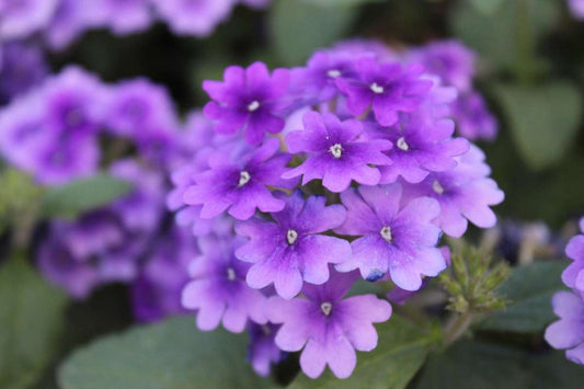 Verbena, Vanessa Purple