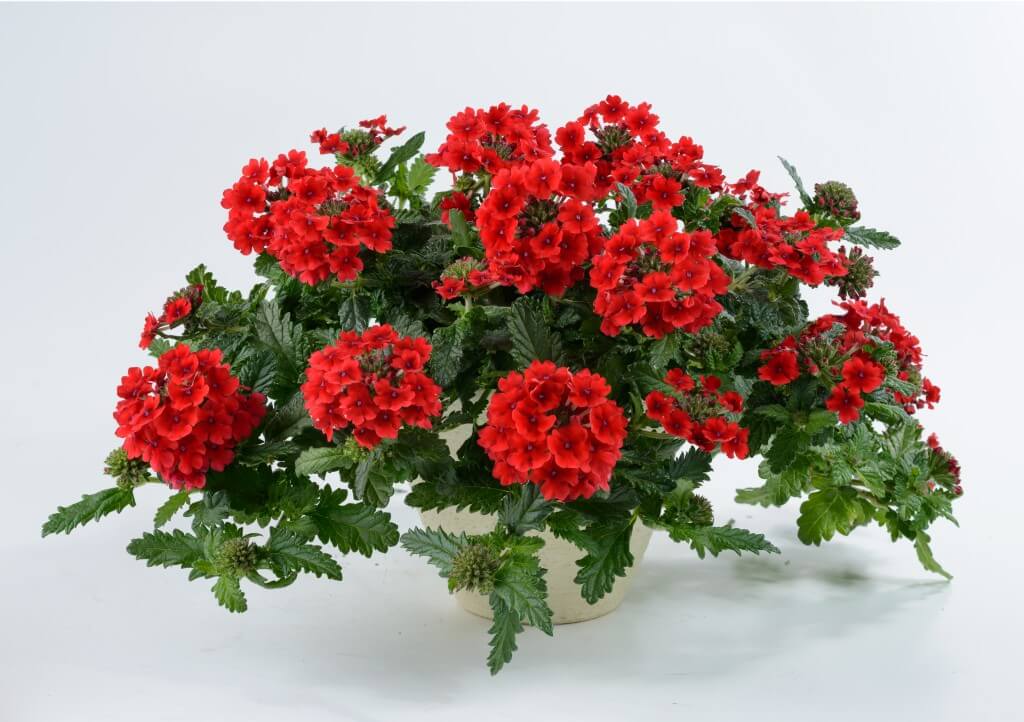 Verbena, Vanessa Red