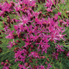 Ironweed, Iron Butterfly