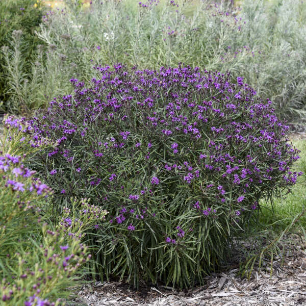 Ironweed, Prairie Princess (Vernonia)