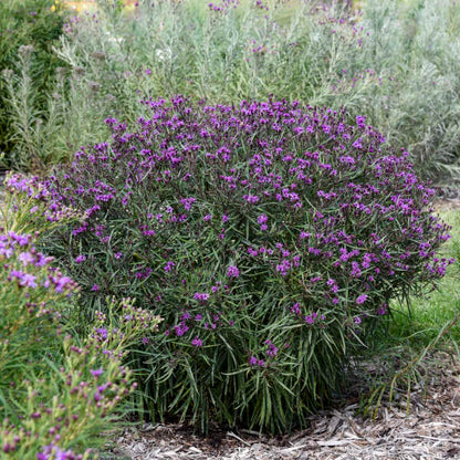 Ironweed, Prairie Princess (Vernonia)