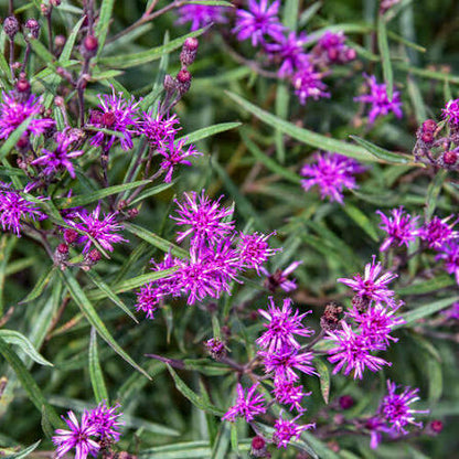 Ironweed, Prairie Princess (Vernonia)