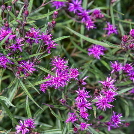 Ironweed, Prairie Princess (Vernonia)