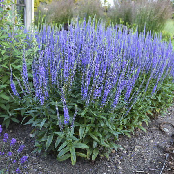 Veronica, Skyward Blue