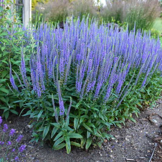 Veronica, Skyward Blue