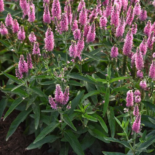 Veronica, Skyward Lilac