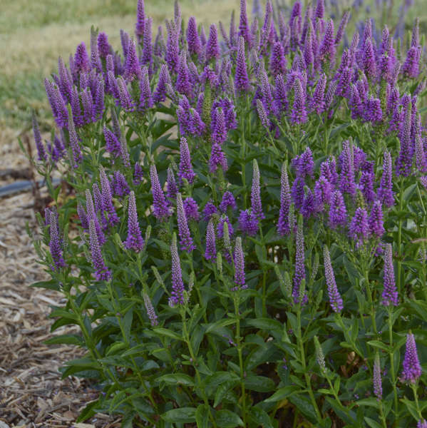 Veronica, Very Van Gogh Spike Speedwell