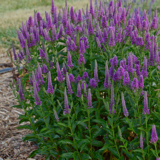 Veronica, Very Van Gogh Spike Speedwell