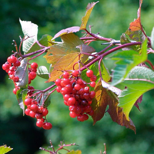 Viburnum, American Cranberrybush