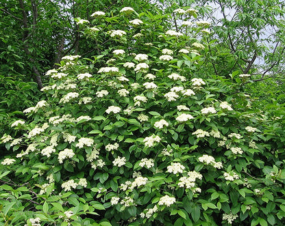Cranberrybush, American Viburnum