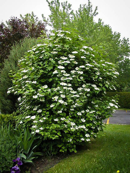 Viburnum, American Cranberrybush