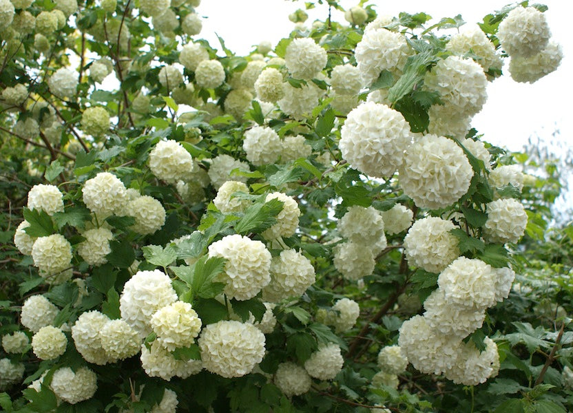 Viburum, Cranberrybush European Snowball