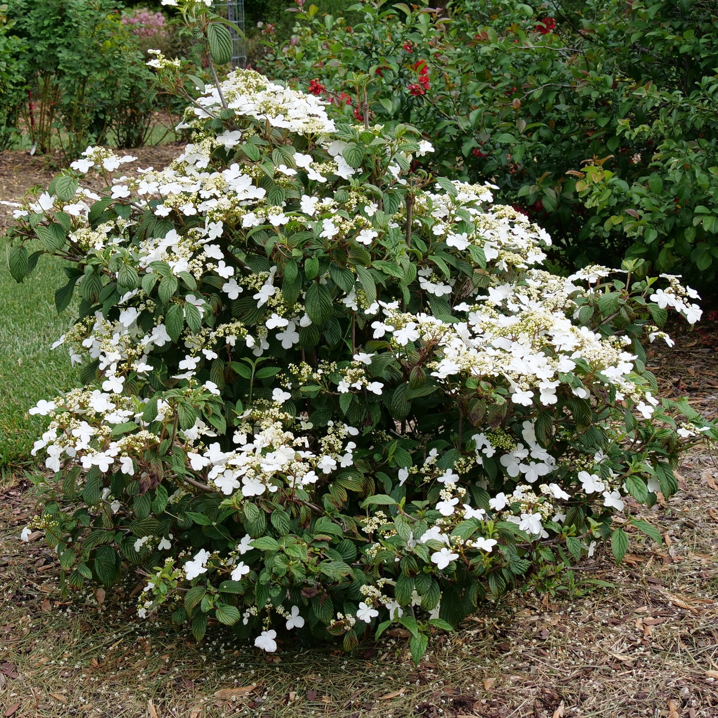 Viburnum, Steady Eddy