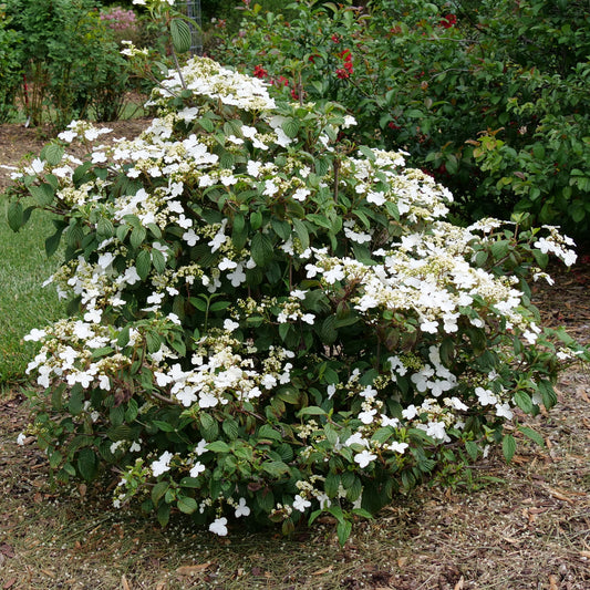 Viburnum, Steady Eddy