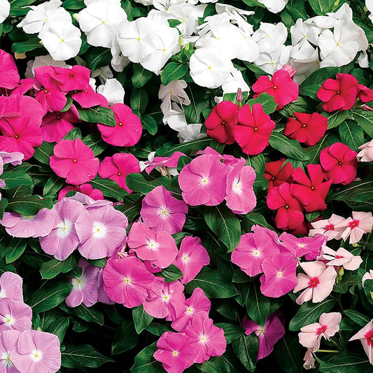 Vinca, Cora XDR Mix 6 plants/ box