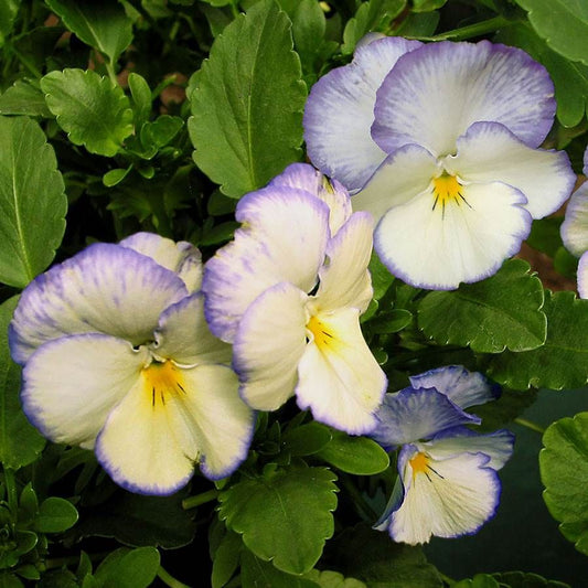 Viola, Celestial 1 qt
