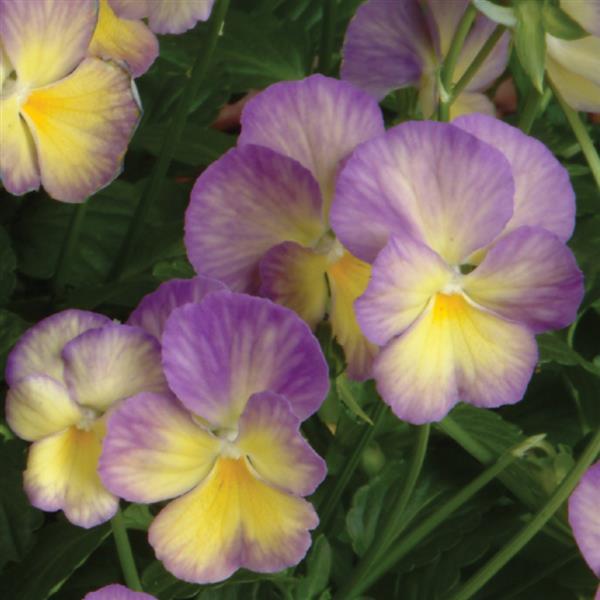 Viola, Celestial 1 qt