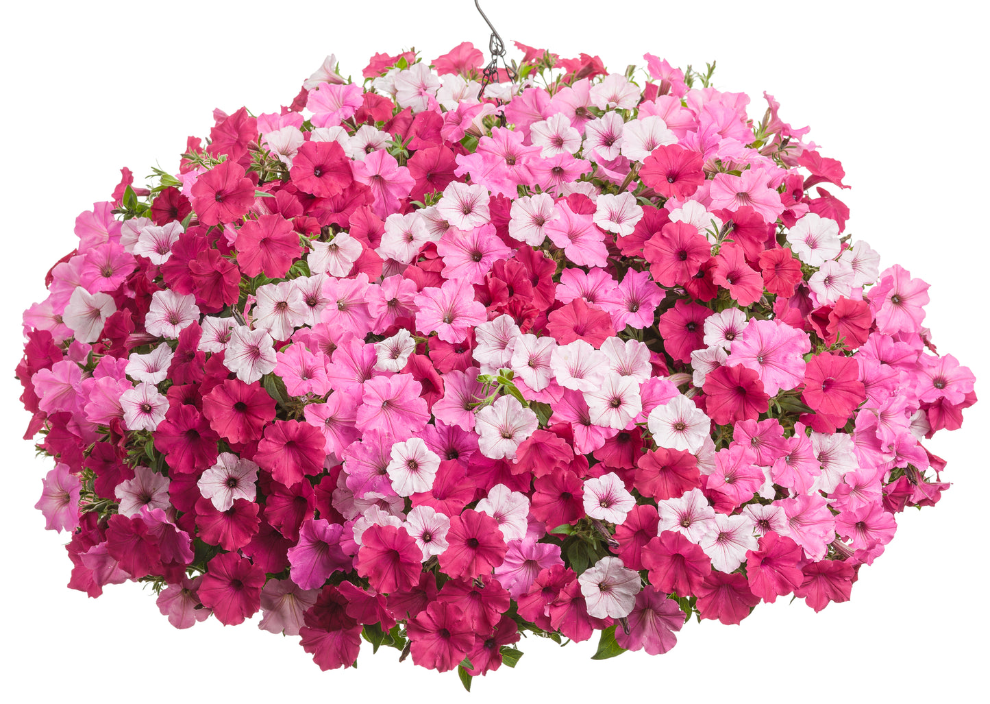 14" Fibre Hanging Basket, Vista Petunia