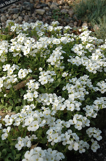 Wall Cress, Snowcap