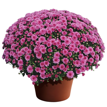 Mums, 15" Assorted Colours