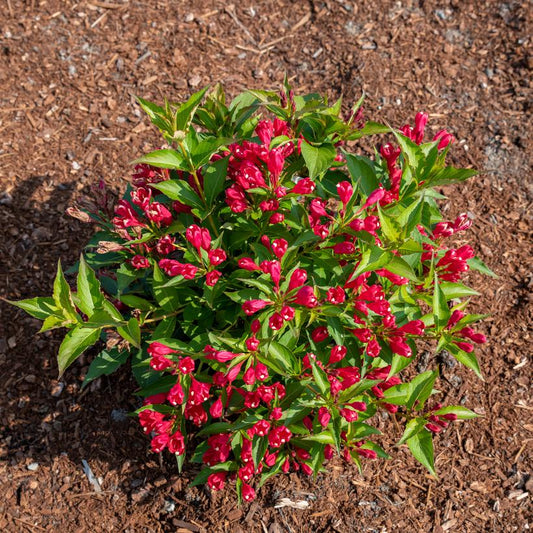 Weigela, Crimson Kisses 2g