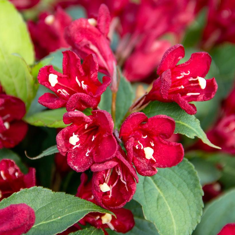 Weigela, Maroon Swoon 2g