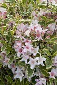 Weigela, Dwarf Nana Variegata 3g