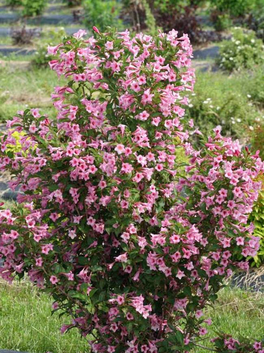 Weigela, Sonic Bloom Pink 2g