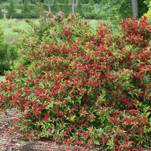 Wiegela, Sonic Bloom Red Reblooming 2g