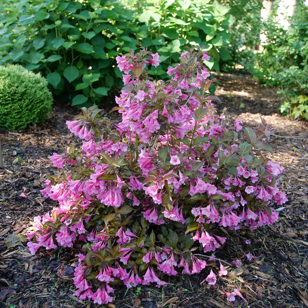 Weigela, Sonic Bloom Wine