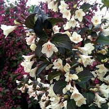 Weigela, Tuxedo 2g