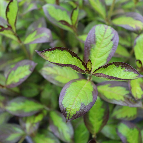 Weigela, Vinho Verde