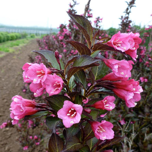 Weigela, Wine & Roses