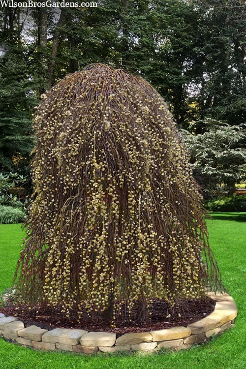 Pussy Willow, Weeping Standard