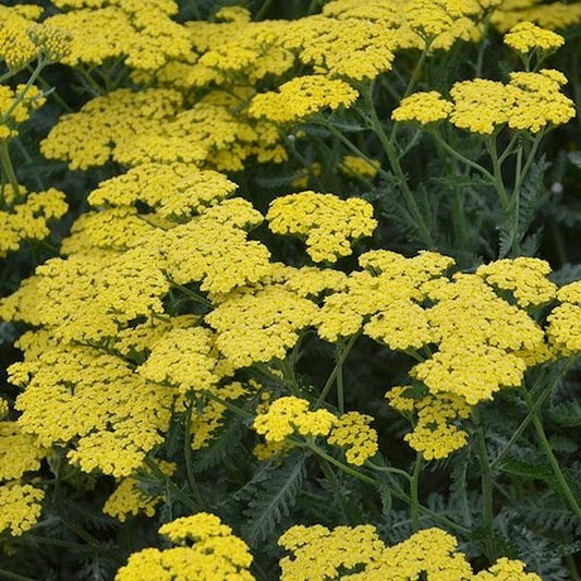 Yarrow, Sassy Summer Lemon