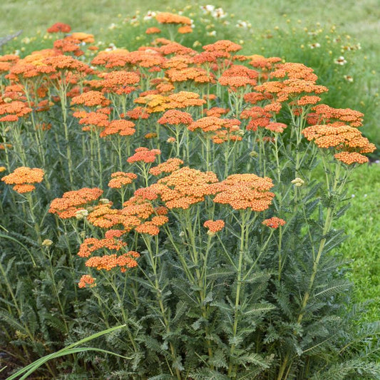 Yarrow, Sassy Summer Sunset