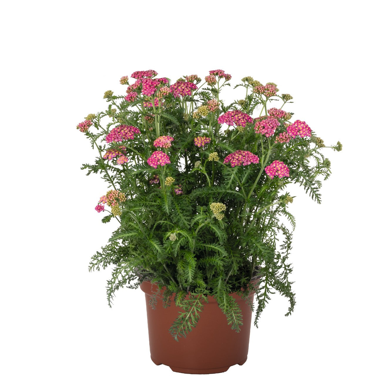 Yarrow, Skysail 1 gallon