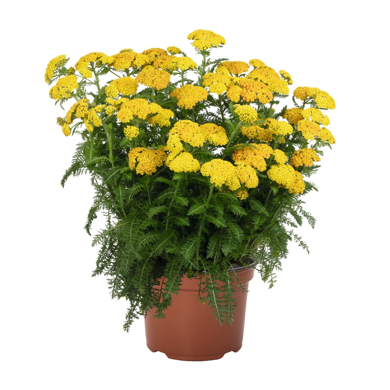 Yarrow, Skysail 1 gallon