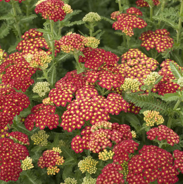 Yarrow, Strawberry Seduction