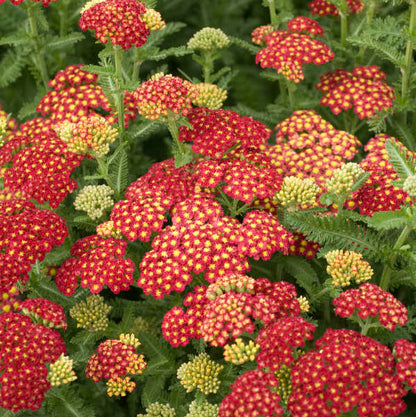 Yarrow, Strawberry Seduction