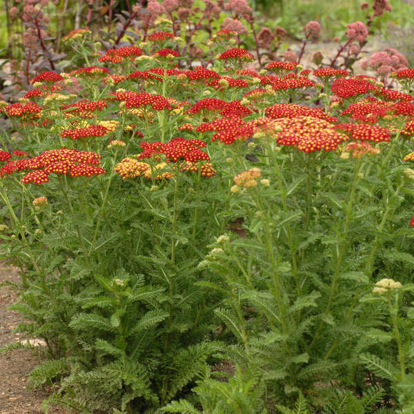 Yarrow, Strawberry Seduction